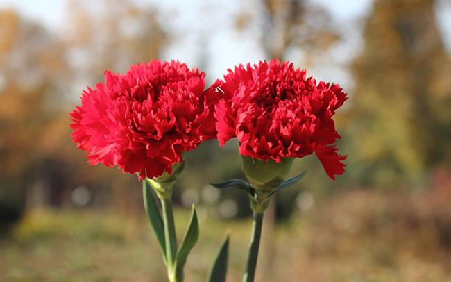 Ý nghĩa của hoa cẩm chướng đỏ